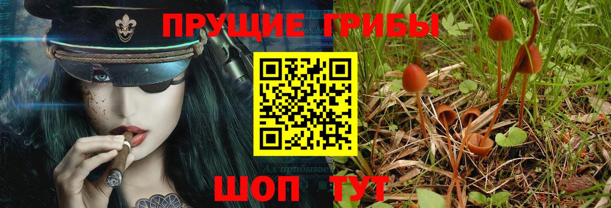 Сухой Лог  Галлюциногенные грибы Psilocybe  Вход с VPN 